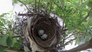 nest